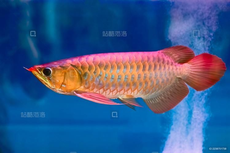 給我一些辨別紅金龍魚真偽的實例，如何辨別紅金龍魚的真偽