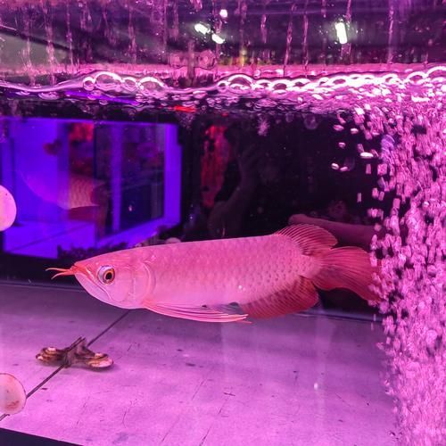 給我一些辨別紅金龍魚真偽的實例，如何辨別紅金龍魚的真偽