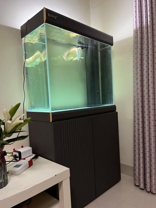 給我推薦一些適合龍魚的魚缸，養龍魚，選對魚缸是成功的第一步,一個合適的魚缸