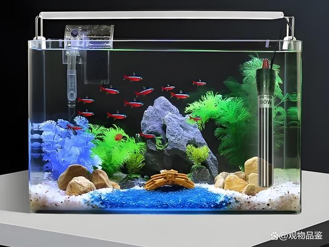 如何預防紅眼招財魚生病，紅眼招財魚預防紅斑病