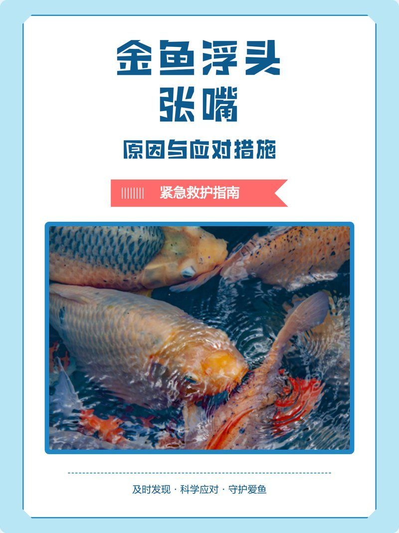 如何預(yù)防金魚浮頭