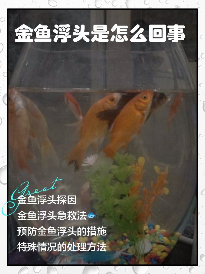 如何預(yù)防金魚浮頭