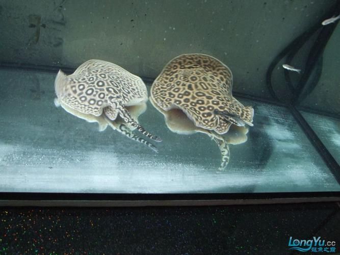 如何鑒別黑帝王魟魚的品相和性別？，如何鑒別黑帝王魟魚
