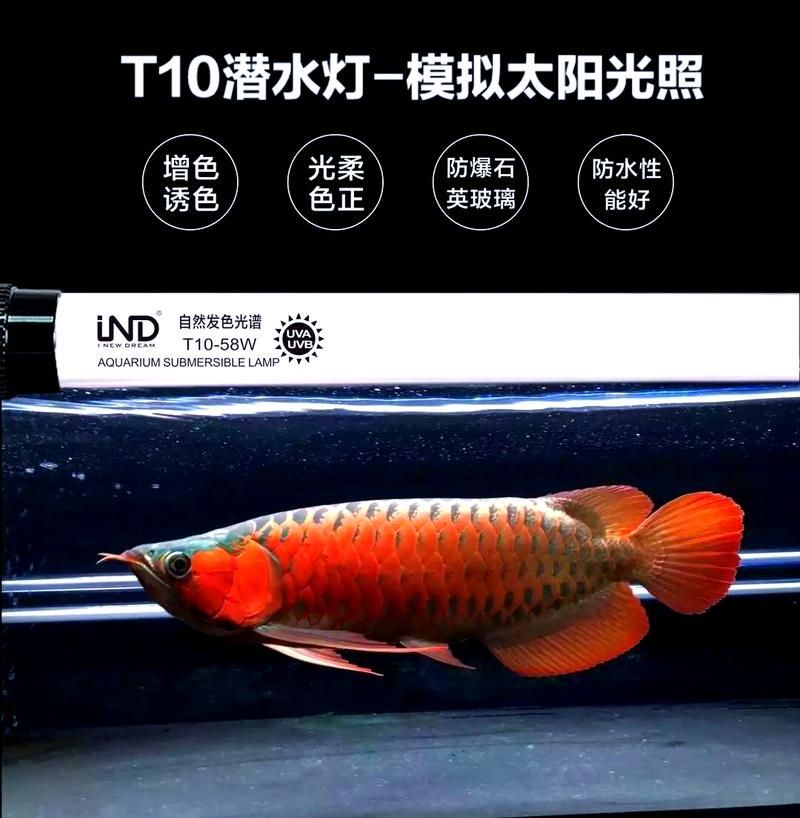 紅龍燈光最佳品牌推薦，紅龍專用水族箱燈三基色增色燈 紅龍燈光最佳品牌推薦，紅龍專用水族箱燈三基色增色燈 龍魚百科 第8張