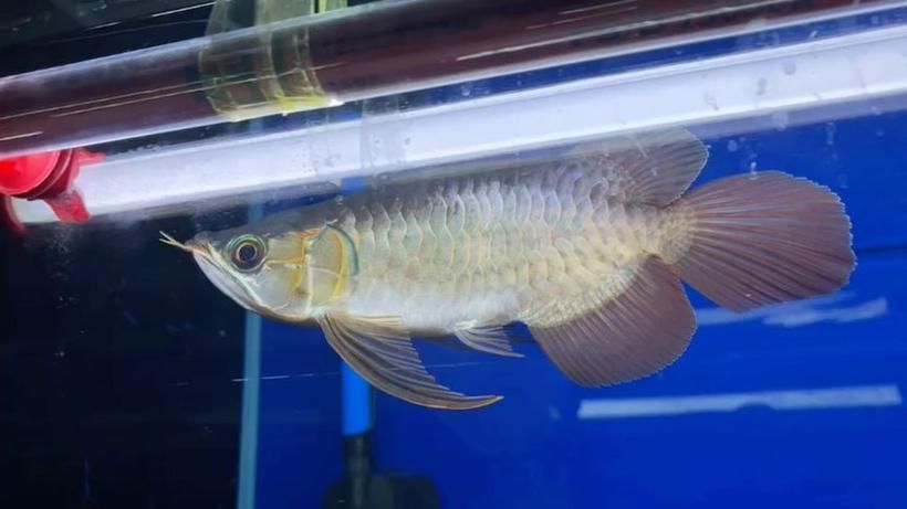 短身紅龍魚(yú)有哪些品種？，短身紅龍魚(yú)有哪些品種