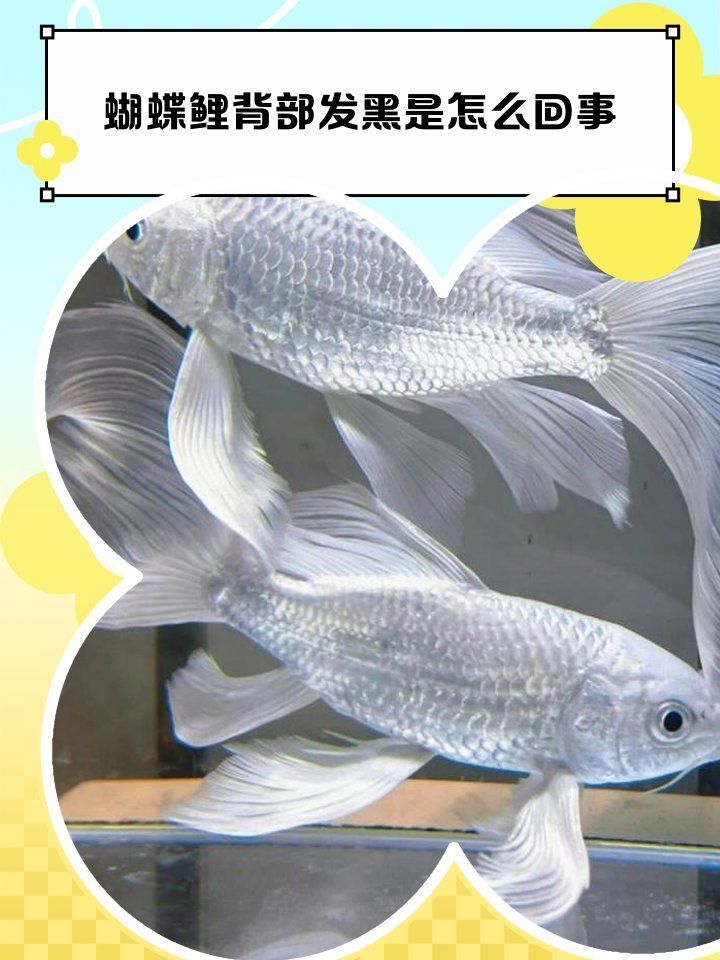 魚背發黑能自愈嗎，蝴蝶鯉背部發黑是怎么回事