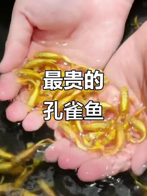 能否提供更多世界上最貴的食用魚圖片，世界上最貴的魚類有哪些