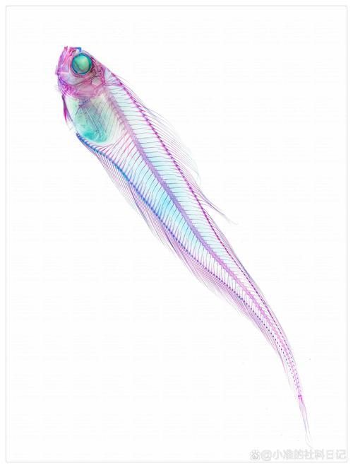 細線銀版魚，版魚（pristellamaxillaris）詳解
