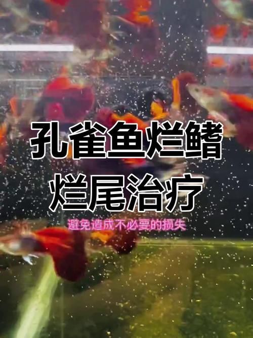如何判斷孔雀魚患病種類，arxiv論文助手可輔助獲取水族病理學相關研究論文
