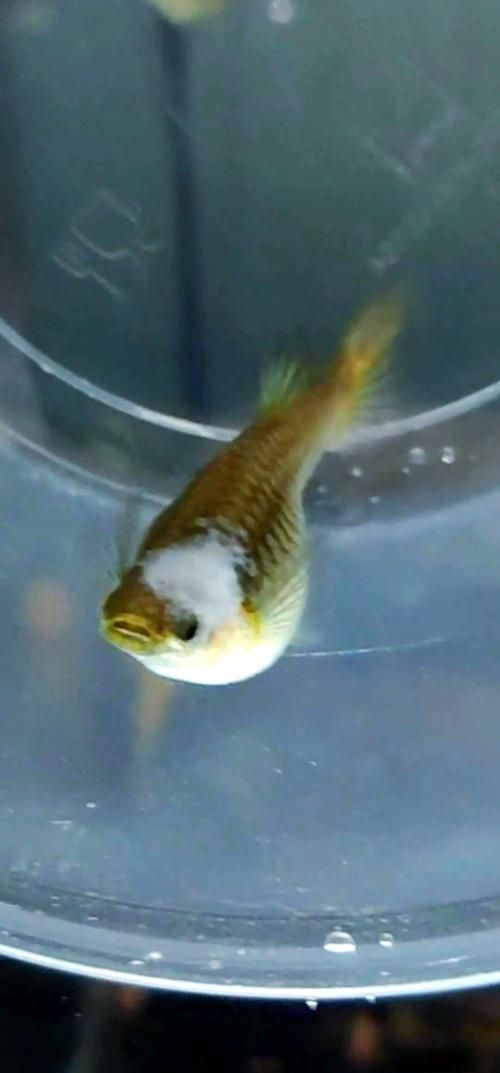 如何判斷孔雀魚患病種類，arxiv論文助手可輔助獲取水族病理學相關研究論文