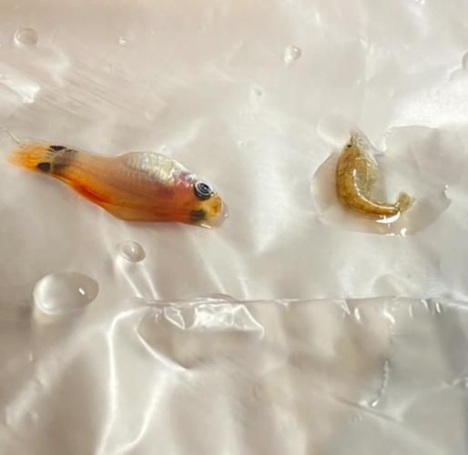 如何判斷孔雀魚患病種類，arxiv論文助手可輔助獲取水族病理學相關研究論文