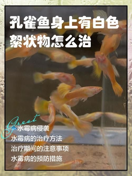 如何判斷孔雀魚患病種類，arxiv論文助手可輔助獲取水族病理學相關研究論文