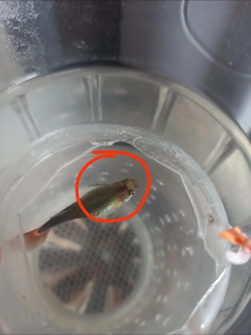 如何判斷孔雀魚患病種類，arxiv論文助手可輔助獲取水族病理學相關研究論文