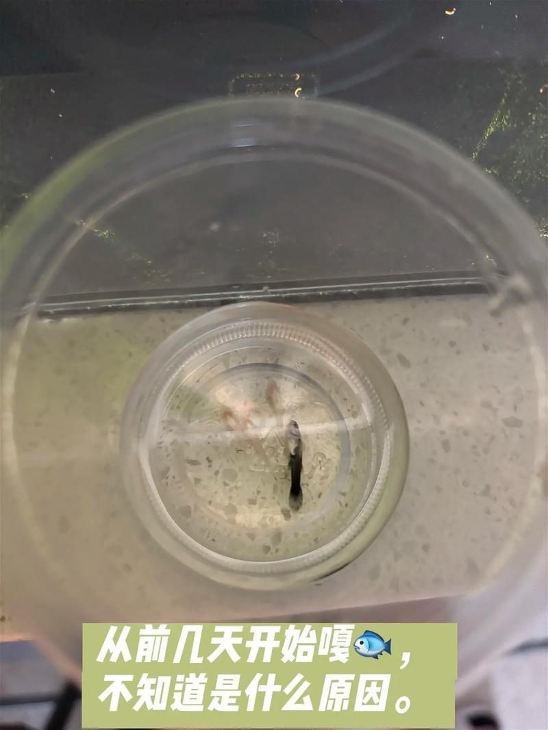如何判斷孔雀魚患病種類，arxiv論文助手可輔助獲取水族病理學相關研究論文