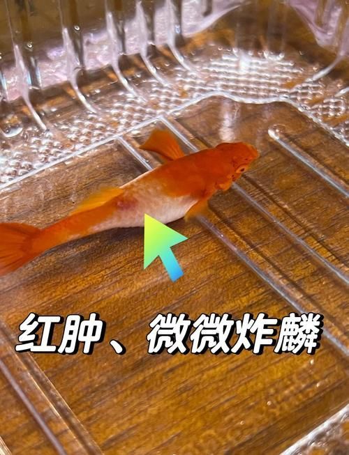 如何判斷孔雀魚患病種類，arxiv論文助手可輔助獲取水族病理學相關研究論文