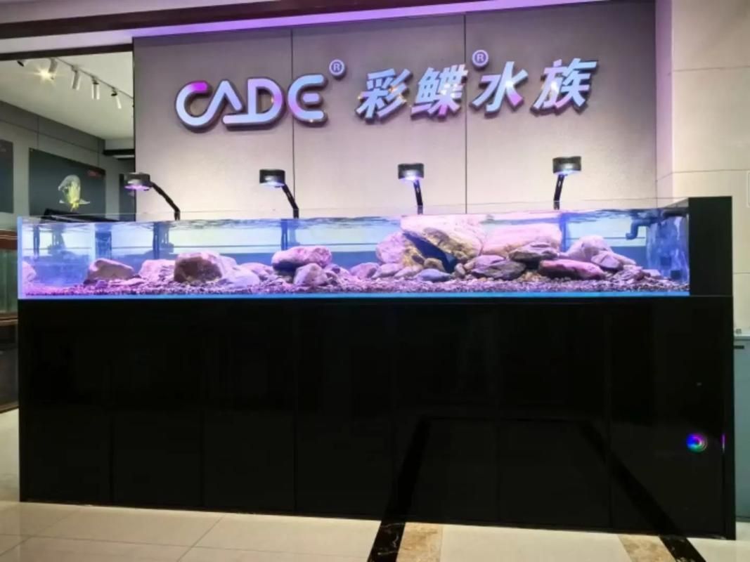 彩鰈和閩江哪個更受歡迎？