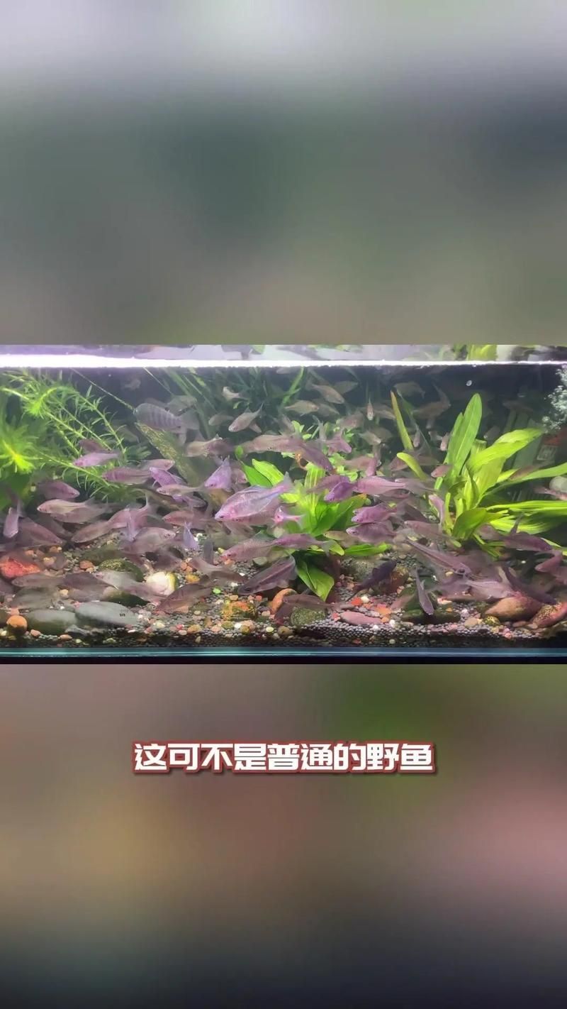 彩鰈和閩江哪個更受歡迎？