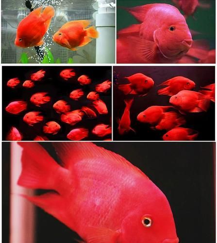 請給出更多關于紅色魚類的圖片，紅色觀賞魚與食用魚的對比 請給出更多關于紅色魚類的圖片，紅色觀賞魚與食用魚的對比 龍魚百科 第10張