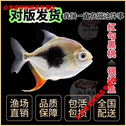 紅勾銀板魚的價格是多少？，紅勾銀板魚價格高達數千美元一條在線交易平臺上價格低一些