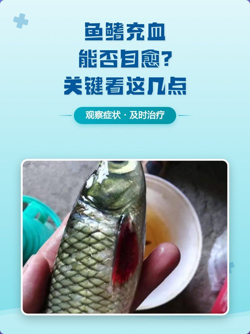 魚鰭根部充血會自愈嗎，暹羅斗魚魚鰭根部發紅能否自愈關鍵看這幾點