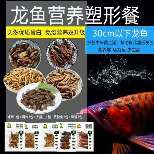 推薦一些適合紅龍幼苗的飼料，海豚龍魚飼料