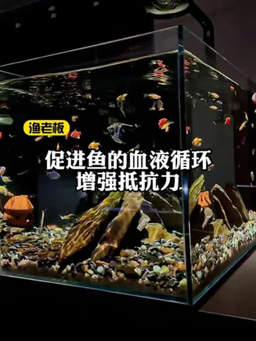 如何預防魚蒙眼病的復發，如何預防魚蒙眼病