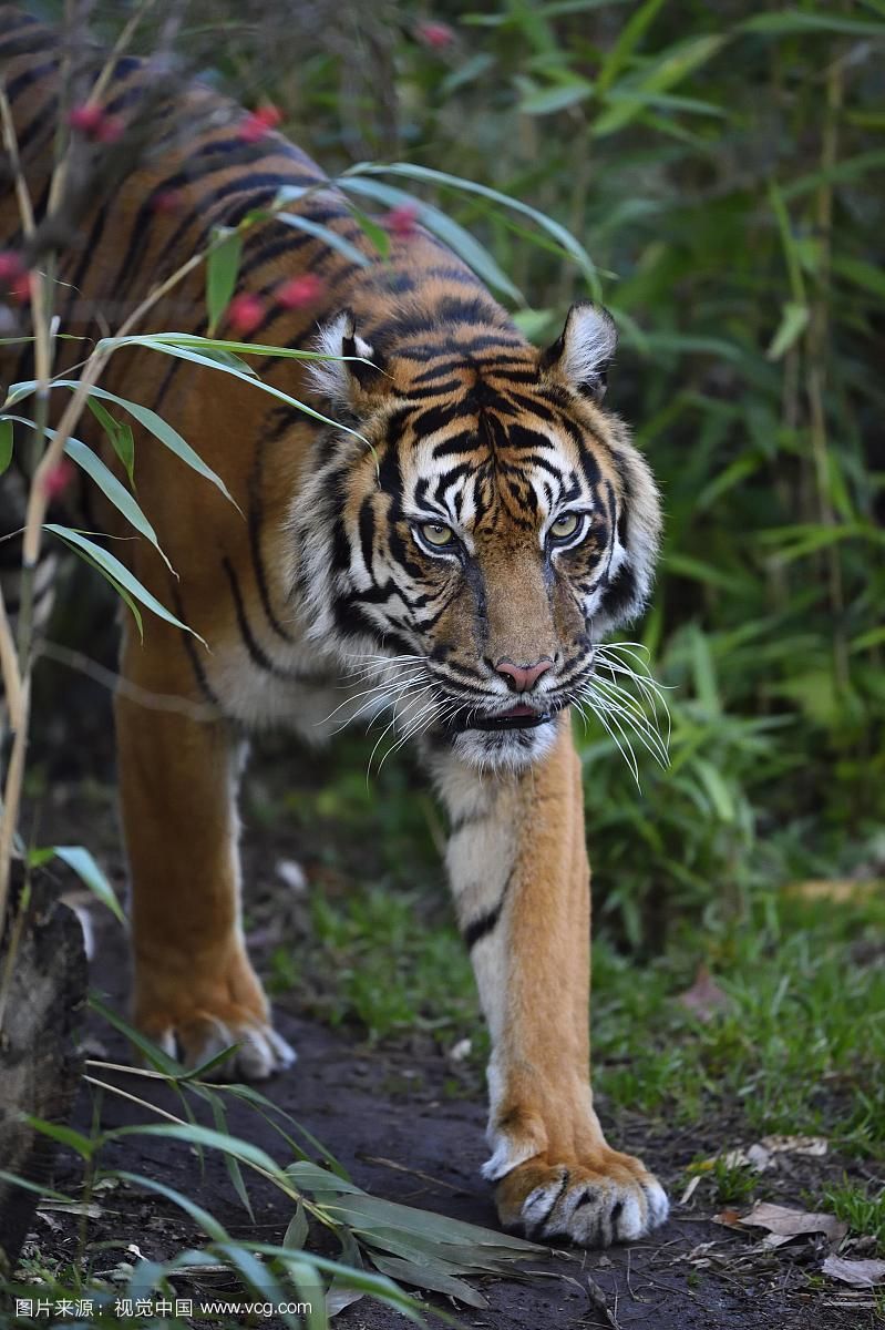 印尼四紋虎的飼養方法，印尼四紋虎的飼養方法（pantheratigrissumatrae）