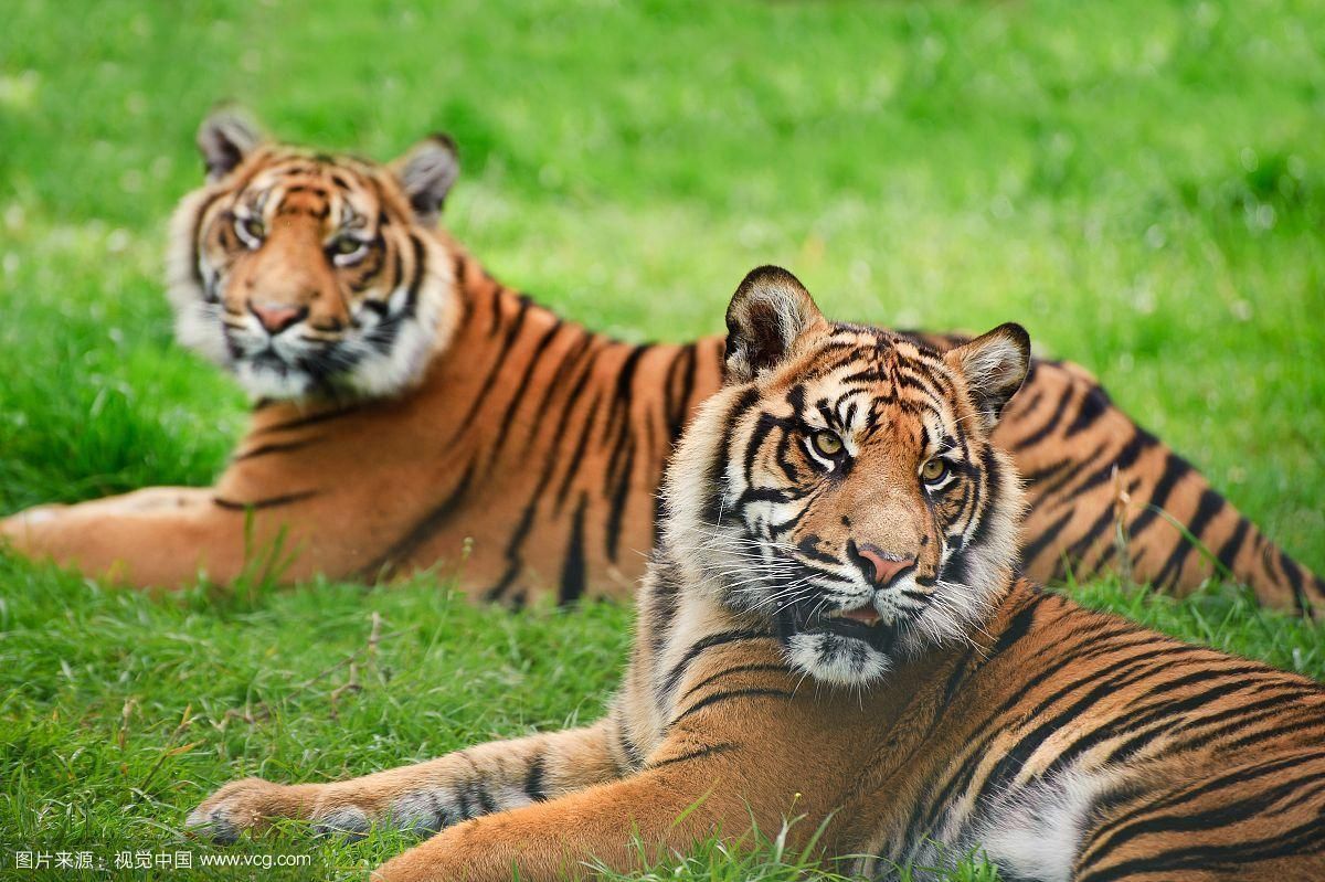 印尼四紋虎的飼養方法，印尼四紋虎的飼養方法（pantheratigrissumatrae）