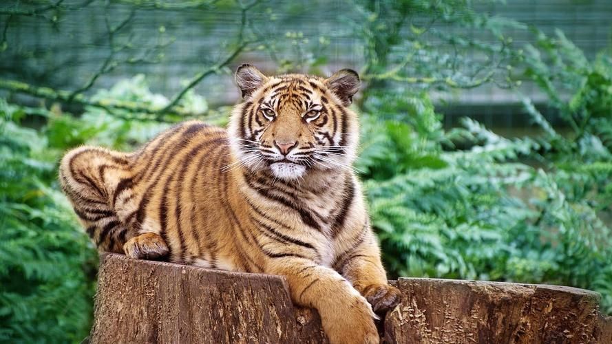 印尼四紋虎的飼養方法，印尼四紋虎的飼養方法（pantheratigrissumatrae）