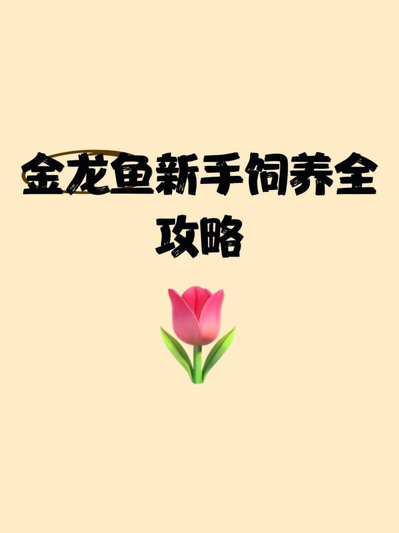 高背金龍魚如何飼養(yǎng)？，高背金龍魚的飼養(yǎng)方法