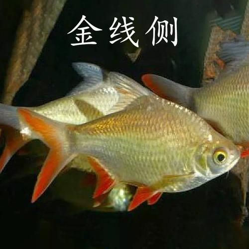 雙線側魚有哪些品種，雙線側魚有哪些價格變種，