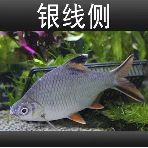 雙線側魚有哪些品種，雙線側魚有哪些價格變種，