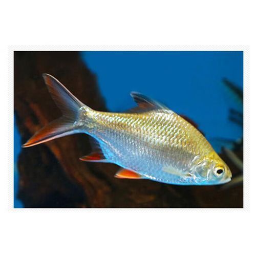 雙線側魚有哪些品種，雙線側魚有哪些價格變種，