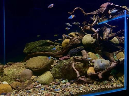 龍魚魚缸排行榜前十名有哪些？，龍魚新中式紫檀魚缸排行榜
