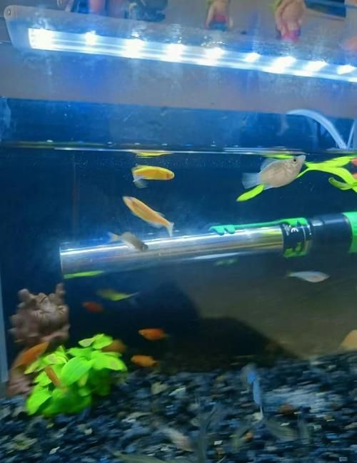 如何判斷水溫是否適合喂食，如何判斷魚缸水溫是否適合喂食