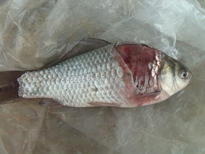 如何預防魚體潰爛的發生，arxiv論文助手arxiv論文助手arxiv論文助手