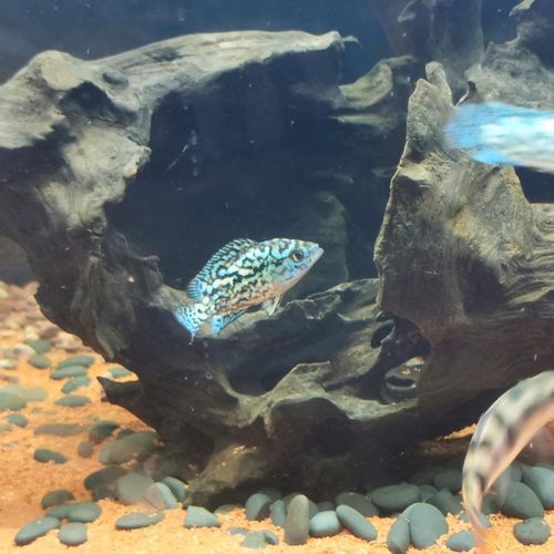 銀河星鉆魚的價格是多少？，祥龍魚缸的價格范圍是多少