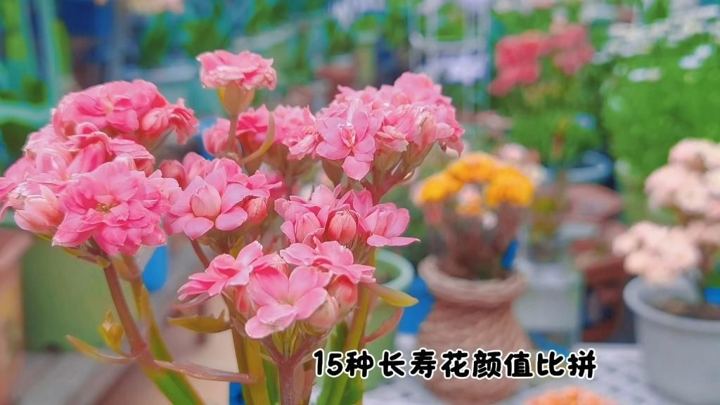 長壽花有哪些品種，長壽花的品種繁多，可以分為以下幾個主要類別 長壽花有哪些品種，長壽花的品種繁多，可以分為以下幾個主要類別 龍魚百科 第2張