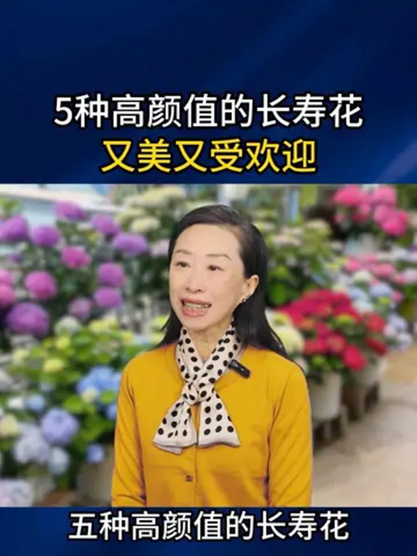長壽花有哪些品種，長壽花的品種繁多，可以分為以下幾個主要類別 長壽花有哪些品種，長壽花的品種繁多，可以分為以下幾個主要類別 龍魚百科 第1張