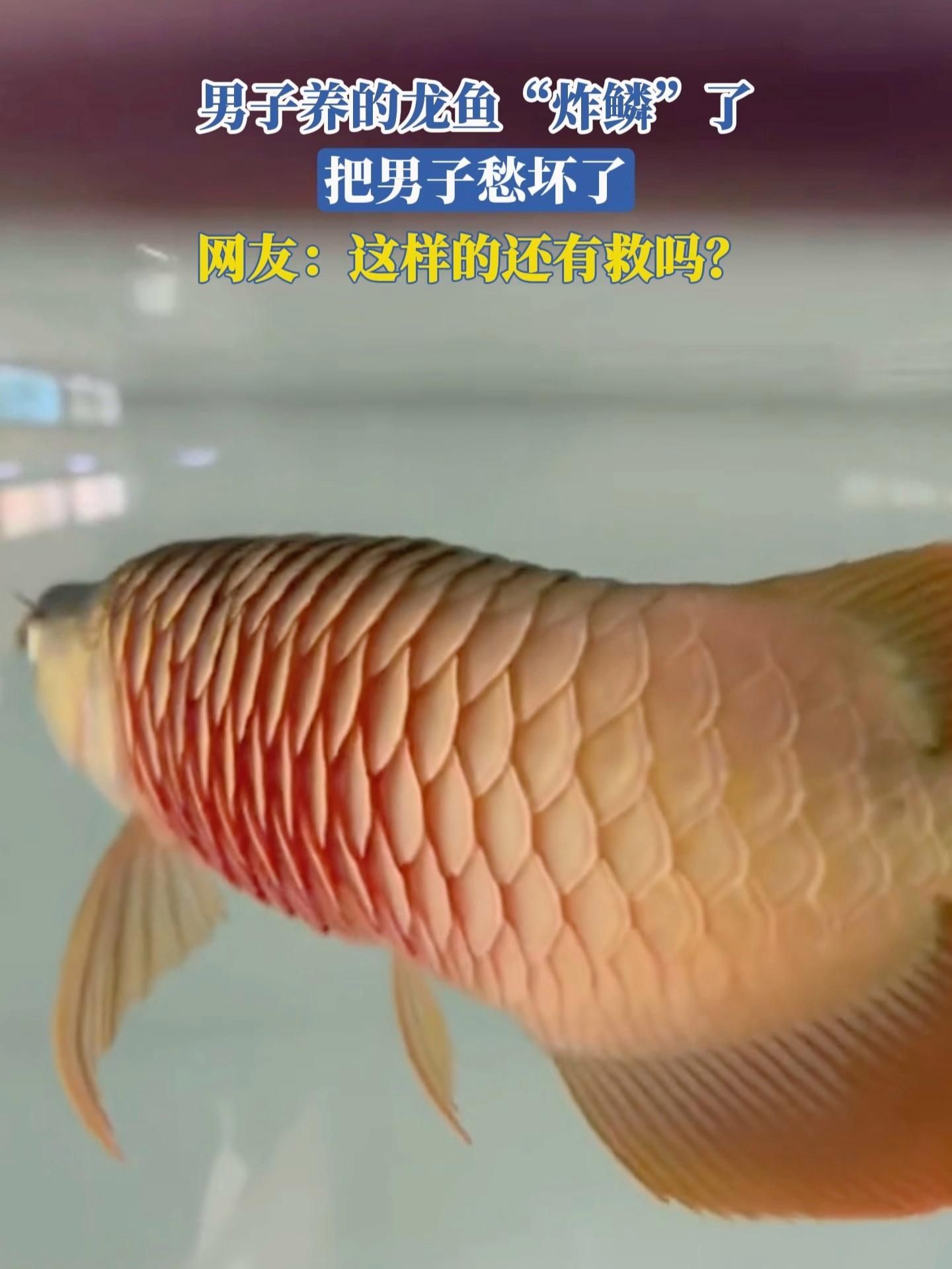 如何判斷龍魚是否受傷嚴重