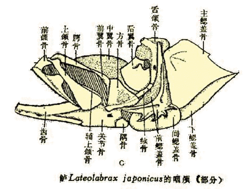 如何判斷龍魚鰓蓋是否骨折，龍魚鰓蓋“骨折”實為“翻鰓”——權威診斷指南與圖文解析