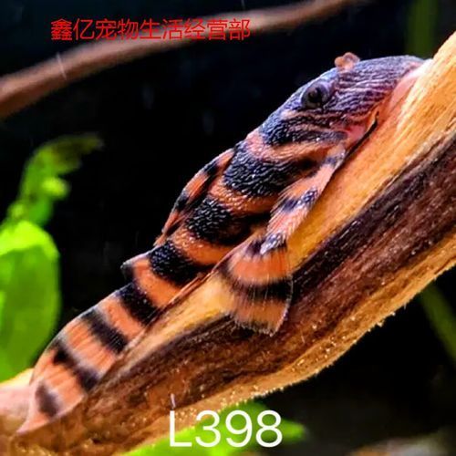 紅老虎魚有哪些品種？ 紅老虎魚有哪些品種？ 龍魚百科 第7張