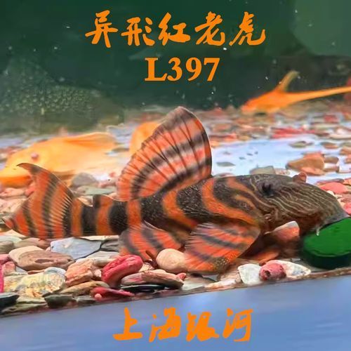 紅老虎魚有哪些品種？ 紅老虎魚有哪些品種？ 龍魚百科 第3張