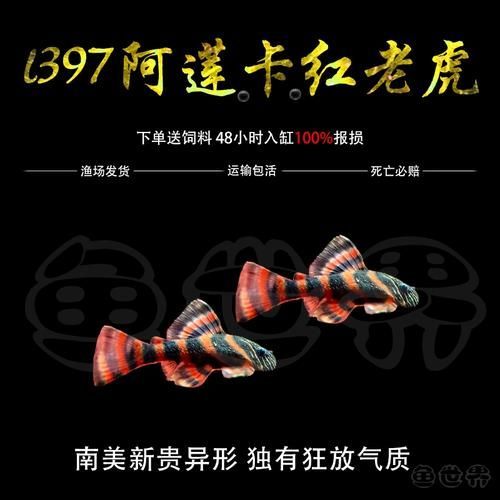 紅老虎魚有哪些品種？ 紅老虎魚有哪些品種？ 龍魚百科 第8張