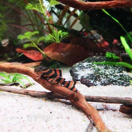 紅老虎魚有哪些品種？ 紅老虎魚有哪些品種？ 龍魚百科 第5張