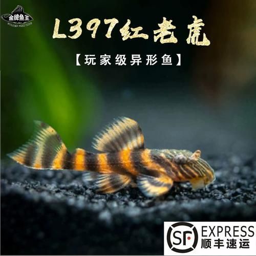 紅老虎魚有哪些品種？ 紅老虎魚有哪些品種？ 龍魚百科 第6張