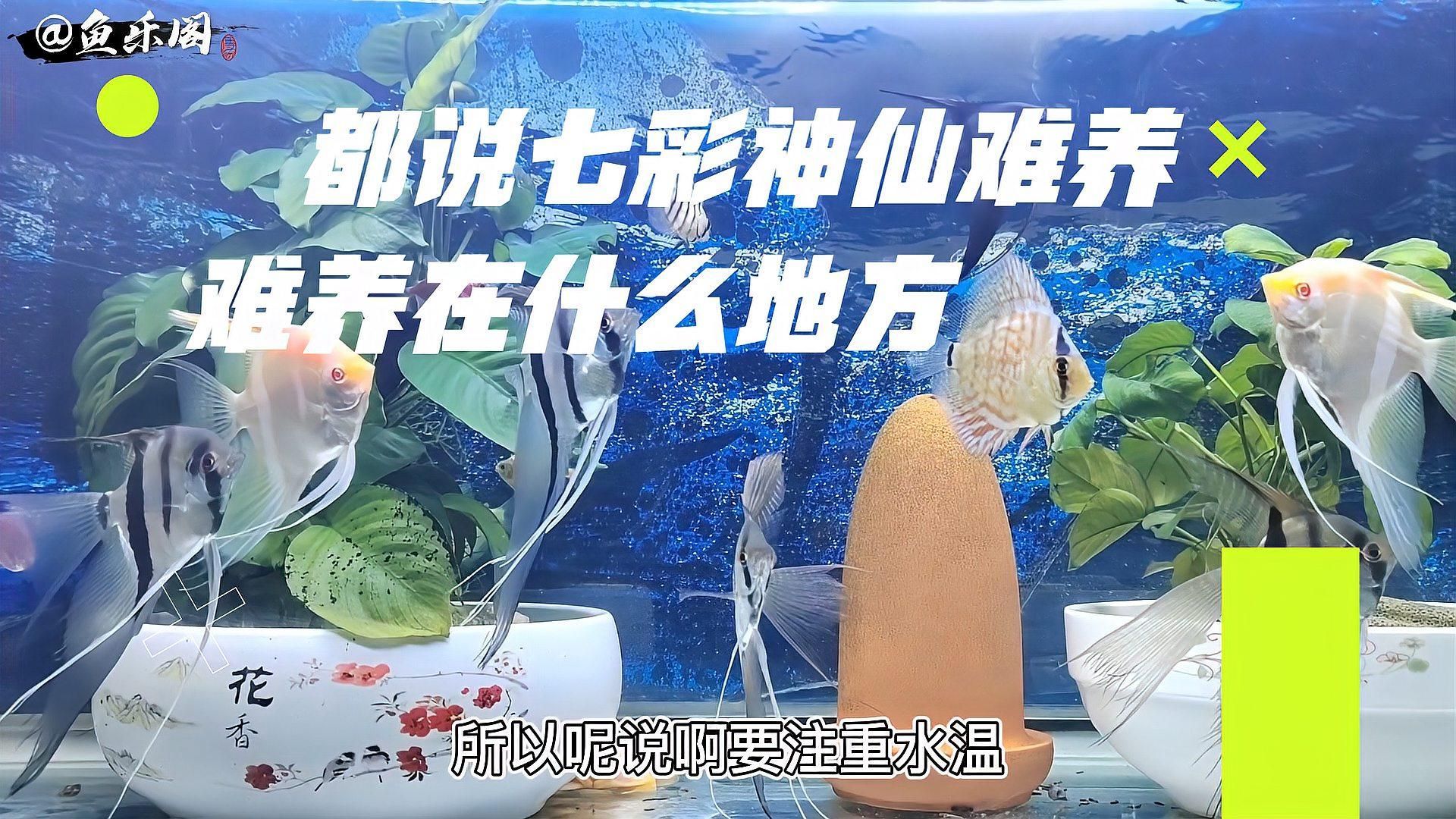 七彩魚和銀龍魚哪個(gè)更耐養(yǎng)？，七彩神仙魚和銀龍魚哪個(gè)更耐養(yǎng)？ 七彩魚和銀龍魚哪個(gè)更耐養(yǎng)？，七彩神仙魚和銀龍魚哪個(gè)更耐養(yǎng)？ 龍魚百科