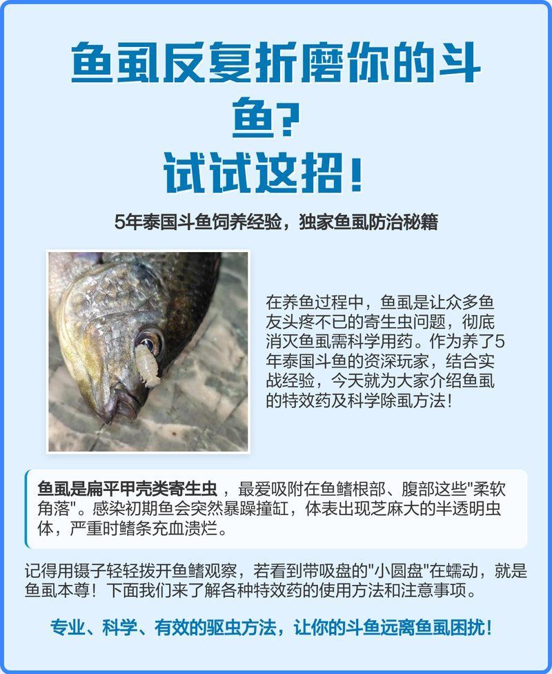 錨頭蚤和魚虱有何區別，頭蚤和魚虱的區別 錨頭蚤和魚虱有何區別，頭蚤和魚虱的區別 龍魚百科 第9張
