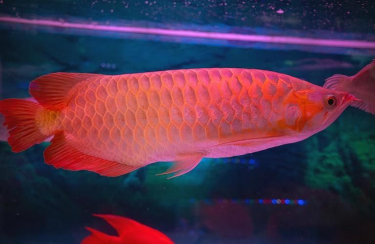 能否提供一張紅龍魚的圖片，關于紅龍魚的介紹