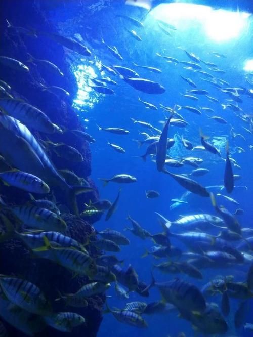 哪個水族館最適合家庭親子游？，家庭親子游水族館推薦